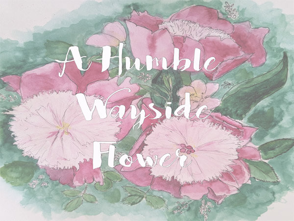 A Humble Wayside Flower