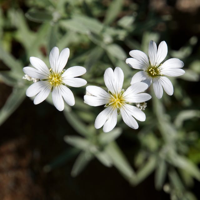 flores bach varias