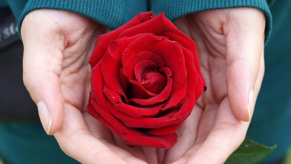 rosa roja en manos